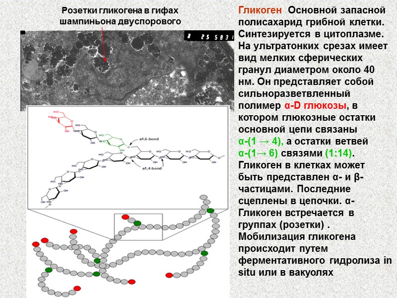 Гликоген  Основной запасной полисахарид грибной клетки. Синтезируется в цитоплазме. На ультратонких срезах имеет